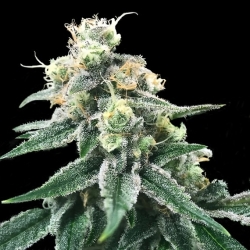 Swiss Miss Reg. - DNA Genetics