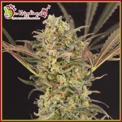 Wedding Flowers - Dr Krippling Seeds