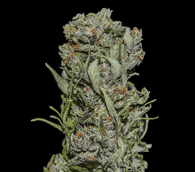 White Critical Express - Kalashnikov Seeds