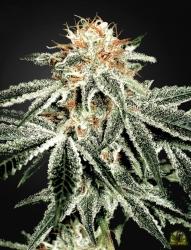 White Widow - Green House Seeds