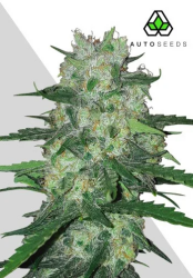 AK47 Autoflower - Auto Seeds