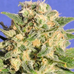 Auto AK XXL - vormals Auto Destroyer - Original Sensible Seeds