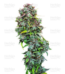 S.A.D. Sweet Afgani Delicious Auto (Sweet Seeds) Cannabis-Samen