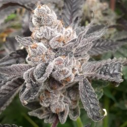 Bakers Fruit - Elev8 Seeds