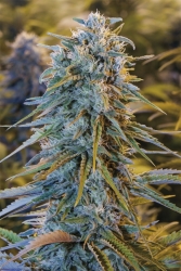 Blue Dream - Humboldt Seed Organization