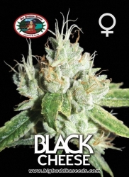 Black Cheese - Big Buddha Seeds