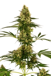 Blue Bullet Auto - Sensi Seeds