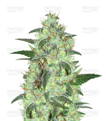 Keramatic Auto (Kera Seeds) Cannabis-Samen