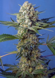 Crystal Candy F1 Fast Version - Sweet Seeds