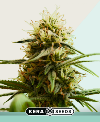 Medical Buddha - Kera Seeds