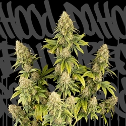 Dr.Hood CBD 25:1 - DaHood Urban Seeds