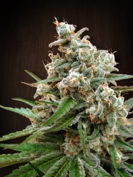 Nepal Jam - Ace Seeds