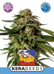 Medical Cheese - Kera Seeds