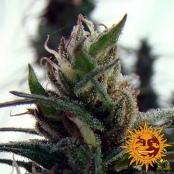 Dr. Grinspoon Reg. - Barney's Farm