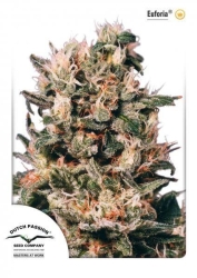 Euforia - Dutch Passion