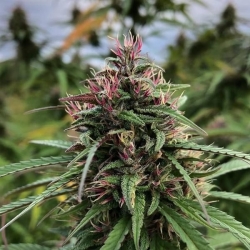 Fire OG - The Cali Connection