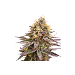 Gorilla Super Glue - Super Sativa Seed Club