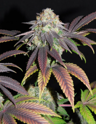 Mimosa - BSB Genetics