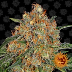 Orange Sherbert - Barney's Farm