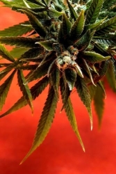 Simpson Kush Reg. - Delta 9 Labs