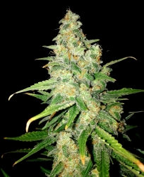 Zkittlez - Lineage Genetics