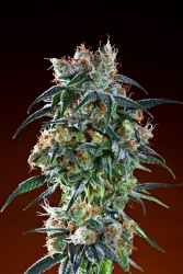 Black Cherry OG - Grand Daddy Purp Genetics
