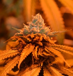 Candyland Reg. - Grand Daddy Purp Genetics