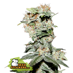 CBD Critical XXL - Seedstockers