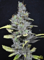 CBD MediHaze - CBD Crew