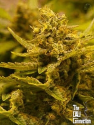 CBD OG - The Cali Connection