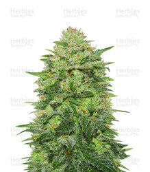 Triple Cheese (Barney's Farm) Cannabis-Samen