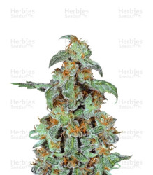 Orange Bud (Dutch Passion) Cannabis-Samen