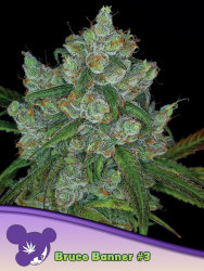 Bruce Banner #3 - Anesia Seeds