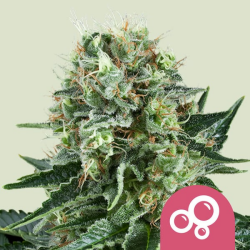 Bubble Kush - Royal Queen Seeds