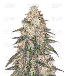 Runtz Punch feminisierte Samen (Herbies Seeds)