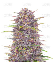 Banana Purple Punch Auto feminisierte Samen (Fast Buds)