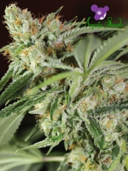 Ghost Train Haze #1 - Anesia Seeds, Strongest Strains of Earth