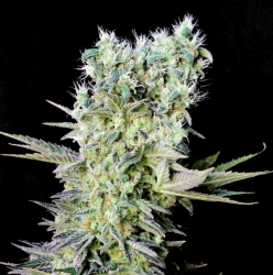 Northern Lights X - Genehtik Cannabis Seeds