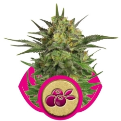 Haze Berry - Royal Queen Seeds