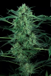 Nebula II CBD - Paradise Seeds