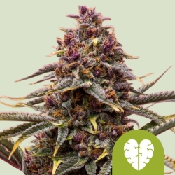 Pink Mist Auto - Royal Queen Seeds