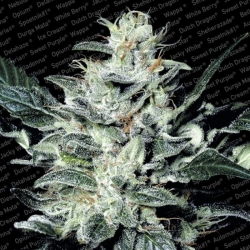 Sensi Star - Paradise Seeds