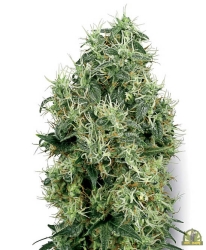 White Gold Reg. - White Label Seeds