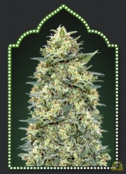 White Widow - 00 Seeds Seedsbank