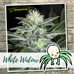 White Widow - Biological Seeds