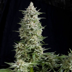 Amnesia Gold - Pyramid Seeds