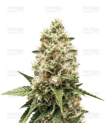 Critical Kush feminisierte Samen (Barney's Farm)