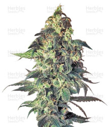 Northern VIP (VIP seeds) Cannabis-Samen