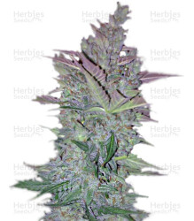 Vertigo Auto (Paradise Seeds) Cannabis-Samen