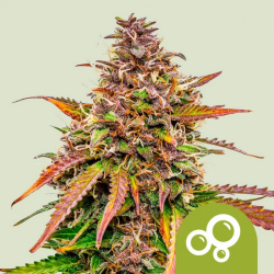 Bubble Kush Automatic - Royal Queen Seeds